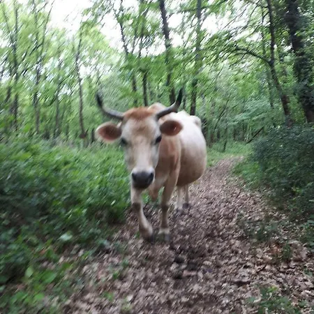 Asinerie D'en Manaou Farmház Thil